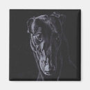 Pesquisar por galgo Canino