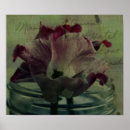 Pesquisar por tulipa pósteres Fotografia