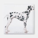 Pesquisar por dalmatian imas Animal
