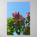Pesquisar por lilac pósteres Flores