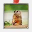 Pesquisar por marmota do marmota ornamentos Natureza
