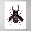 Pesquisar por beetle pôsteres pósteres Para todos