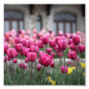 Pesquisar por foto das tulipas Rosa