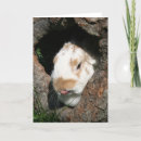 Pesquisar por humor da pascoa cartoes Coelho