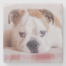 Pesquisar por buldogue inglês porta copos Filhote de cachorro