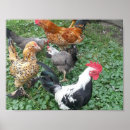 Pesquisar por bantam pôsteres pósteres Fazenda