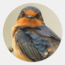 Pesquisar por andorinha adesivos Animais selvagens