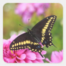 Pesquisar por da borboleta do swallowtail Para ela