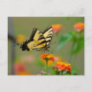 Pesquisar por borboleta preta cartoes postais Flor