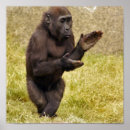 Pesquisar por chimpanzé pôsteres pósteres Primata