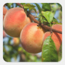 Pesquisar por criadores adesivos Frutas