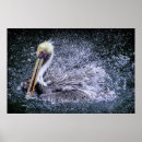 Pesquisar por pelicanos pósteres Flórida