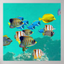 Pesquisar por peixes coloridos pôsteres pósteres Qualquer pessoa