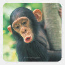 Pesquisar por curiosidade adesivos Natureza