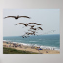 Pesquisar por bird pósteres Praia