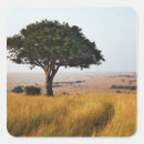 Pesquisar por masai adesivos Parque nacional masai mara