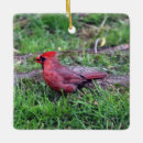 Pesquisar por cardinal ornamentos Natureza