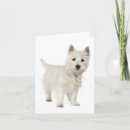 Pesquisar por west highland terrier cartoes Oeste da rodovia terrier