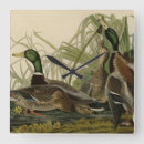 Pesquisar por ducks relogios de parede Anas platyrhynchos
