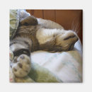 Pesquisar por relaxamento imas Gato