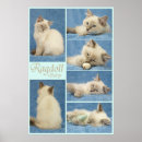 Pesquisar por ragdoll pósteres Gatinho