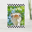 Pesquisar por avestruzes engraçadas cartoes Animal