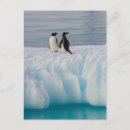 Pesquisar por antartica cartoes postais Animal