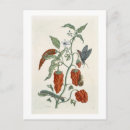 Pesquisar por blackwell cartoes postais Século