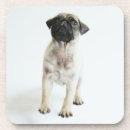 Pesquisar por filhote de cachorro do pug porta copos Animais do bebê