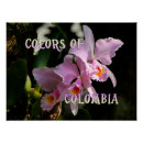 Pesquisar por orquídea cattleya pôsteres pósteres Orquídeas