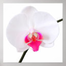 Pesquisar por orquídeas do phalaenopsis pôsteres pósteres Branco