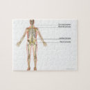 Pesquisar por sistema nervoso humano pósteres Parte do corpo humano