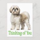 Pesquisar por shitzu cartoes postais Amor