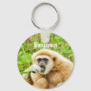 Pesquisar por dois macacos chaveiros Para crianças