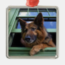 Pesquisar por companheiro ornamentos Animal