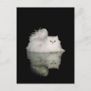 Pesquisar por gato persa branco cartoes postais Gatos