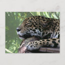 Pesquisar por jaguar cartoes postais Zoo