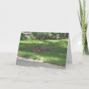 Pesquisar por funny squirrel cartoes Squirrels