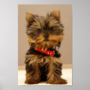 Pesquisar por do yorkshire terrier pôsteres pósteres Cãozinho