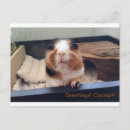 Pesquisar por guiné cartoes postais Porco