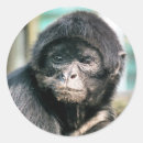 Pesquisar por macacos adesivos Qualquer pessoa