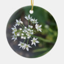 Pesquisar por floral ornamentos Botânica