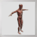 Pesquisar por sistema muscular pôsteres pósteres Braquioradialis