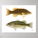 Pesquisar por baixo largemouth Smallmouth