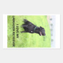 Pesquisar por labrador preto adesivos Animais de estimação