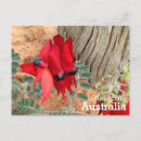 Pesquisar por flores australianas cartoes postais Qualquer pessoa