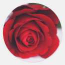 Pesquisar por fogo do rosa adesivos Rosas