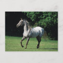 Pesquisar por appaloosa Equestre