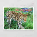 Pesquisar por delta do okavango cartoes postais África