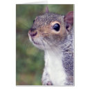 Pesquisar por esquilo cinzento cartoes postais Bonito